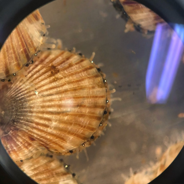 Bay Scallop Seed